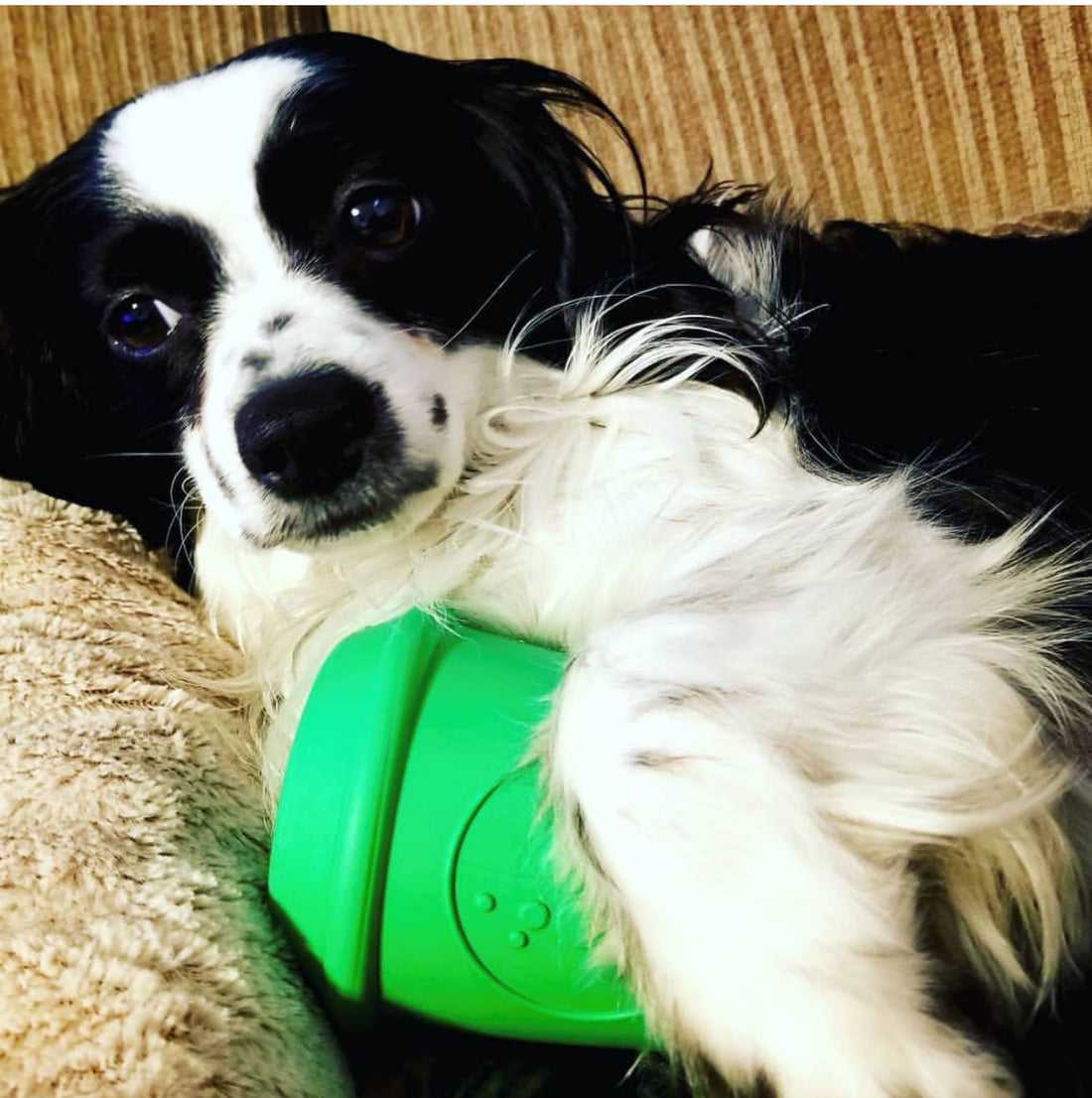 Coffee Cup Durable Rubber Chew Toy and Treat Dispenser