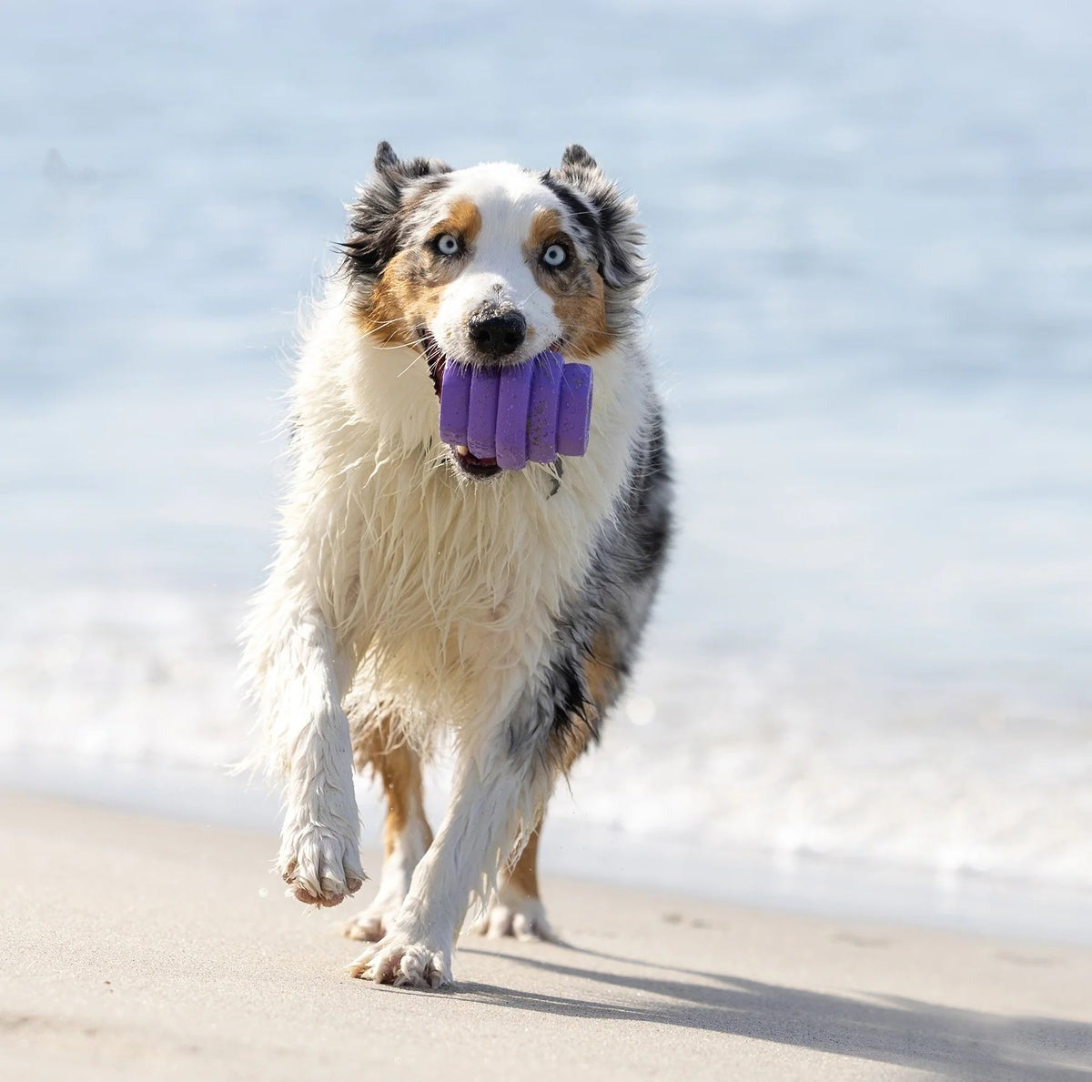 Hive Chew Toy