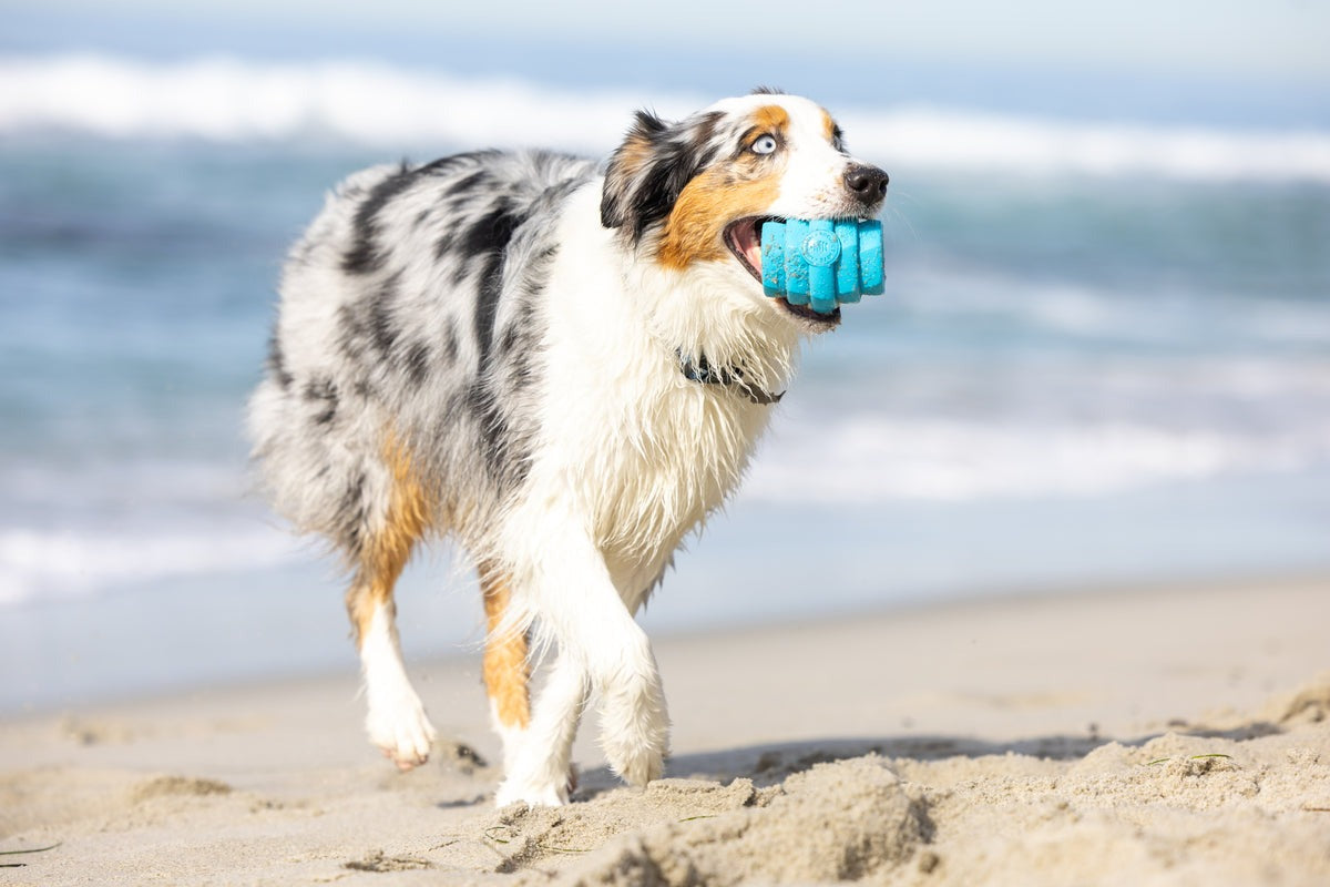 Hive Chew Toy