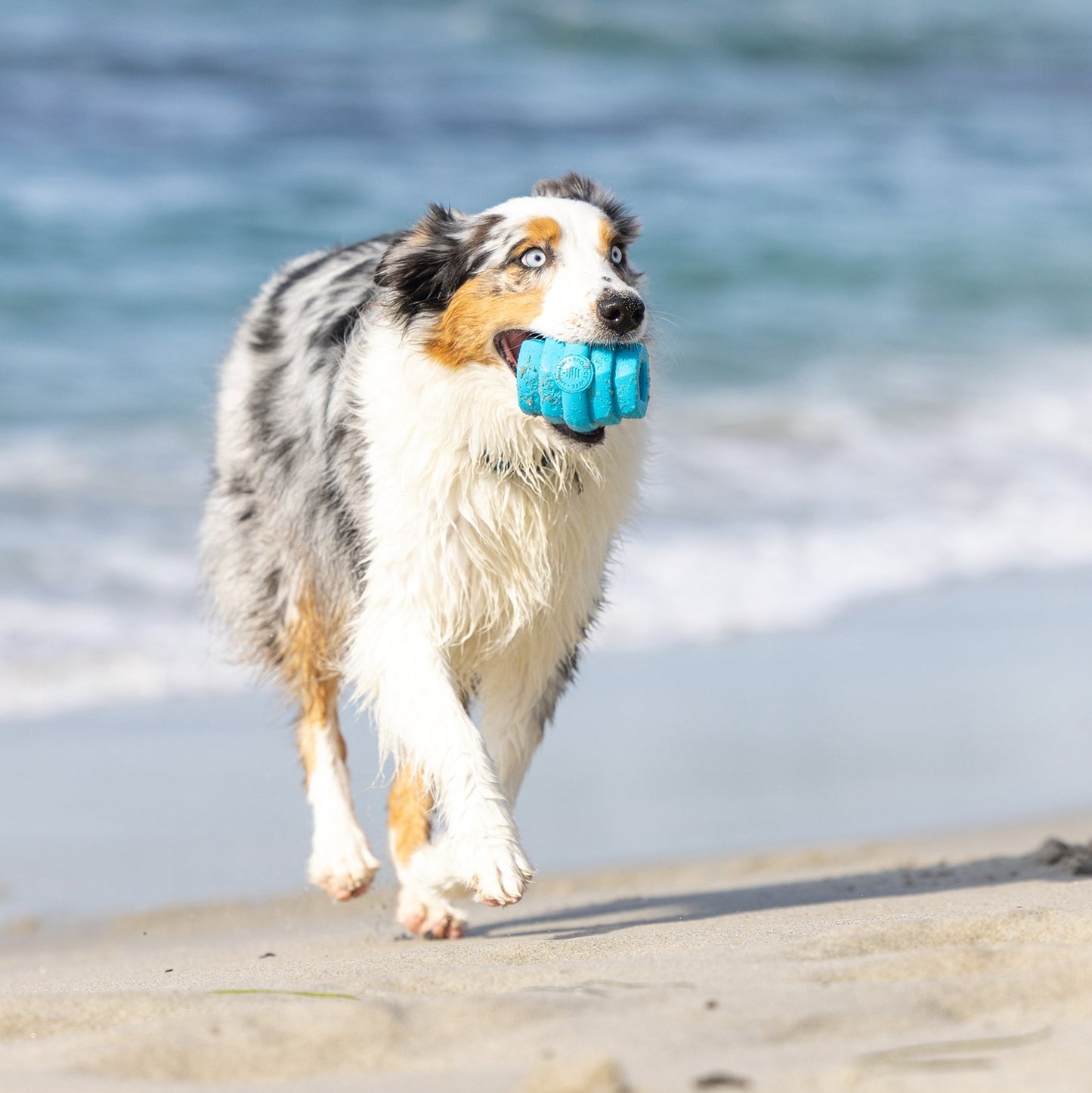 Hive Chew Toy