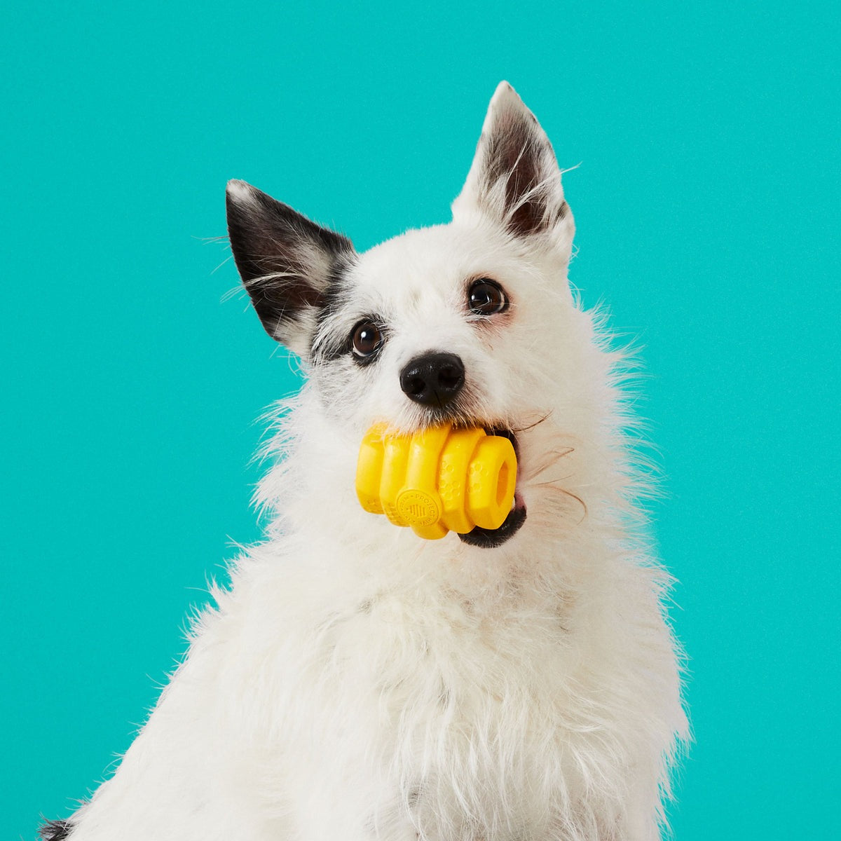 Hive Chew Toy