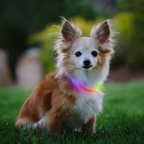 NiteHowl Rechargeable LED Safety Necklace - Disc-O Select