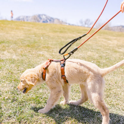 Mountain Leash