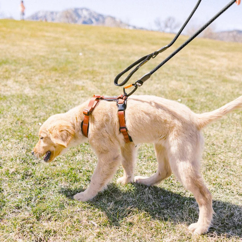 Mountain Leash