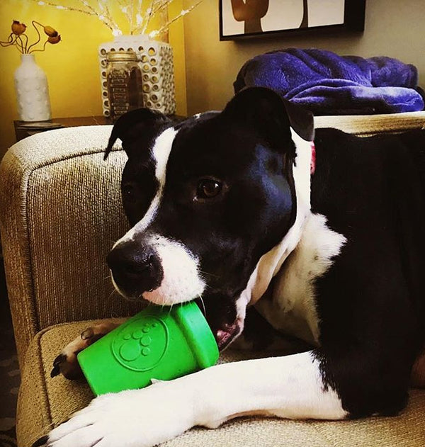Coffee Cup Durable Rubber Chew Toy and Treat Dispenser
