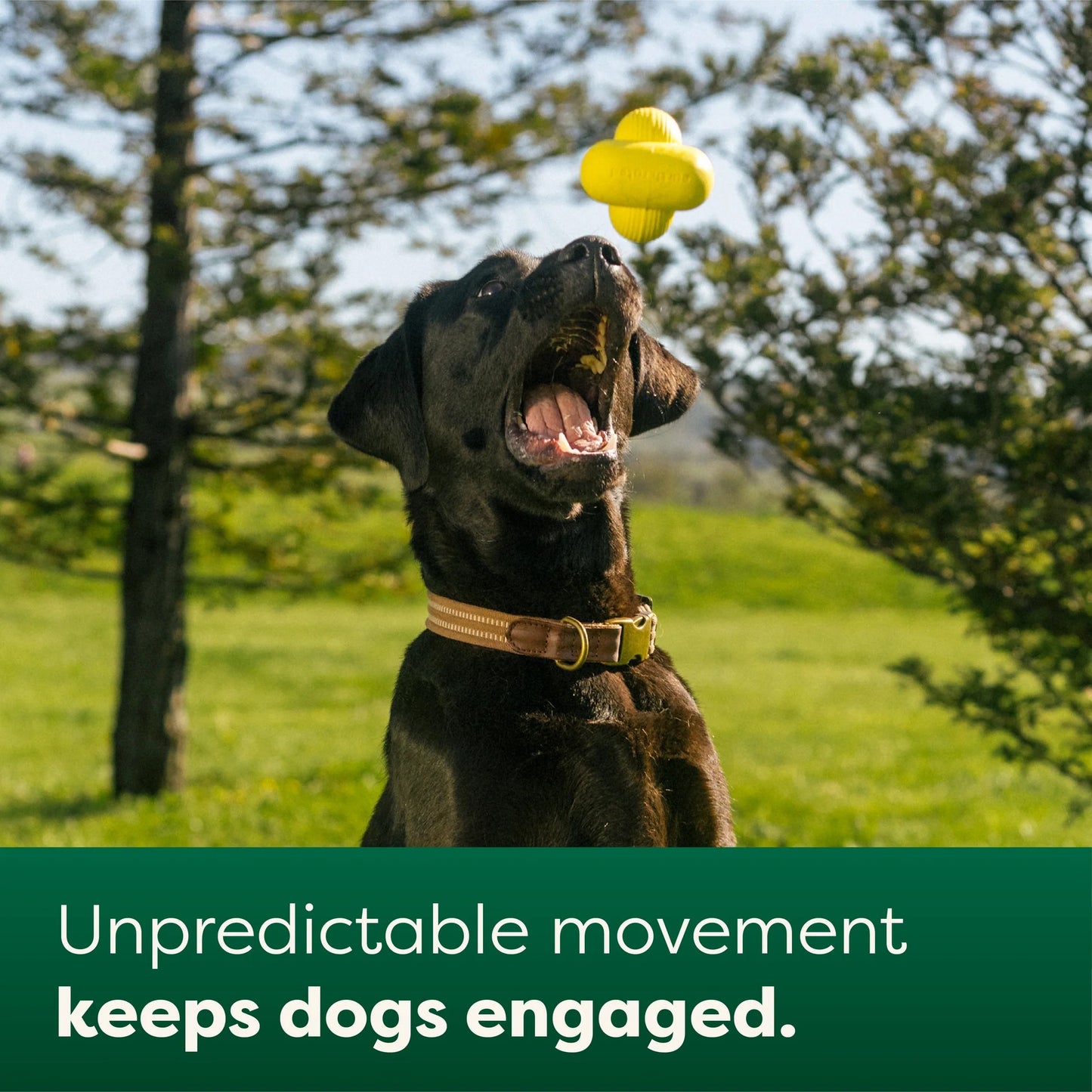 Fetch Toy