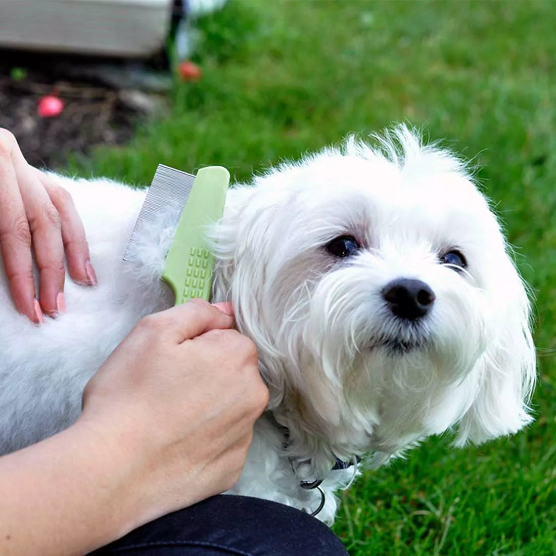Flea Comb