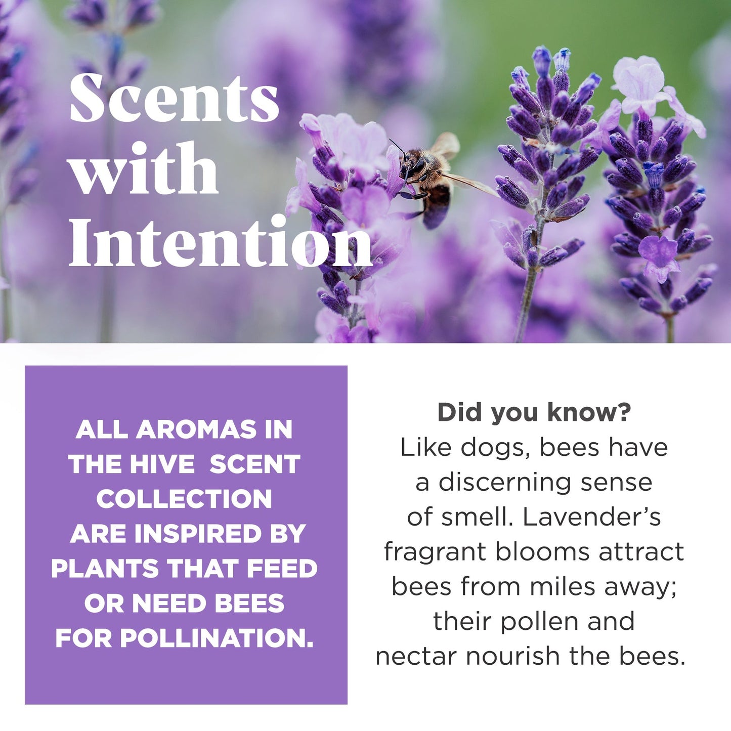Hive Chew Toy