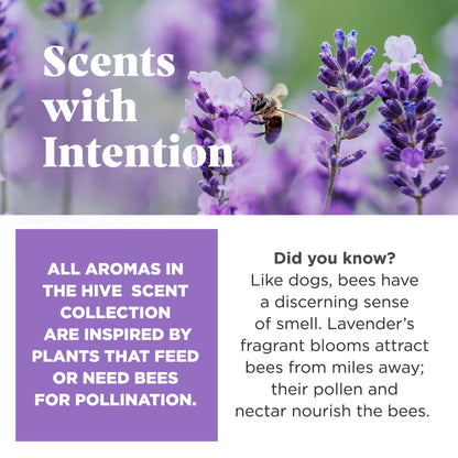 Hive Chew Toy