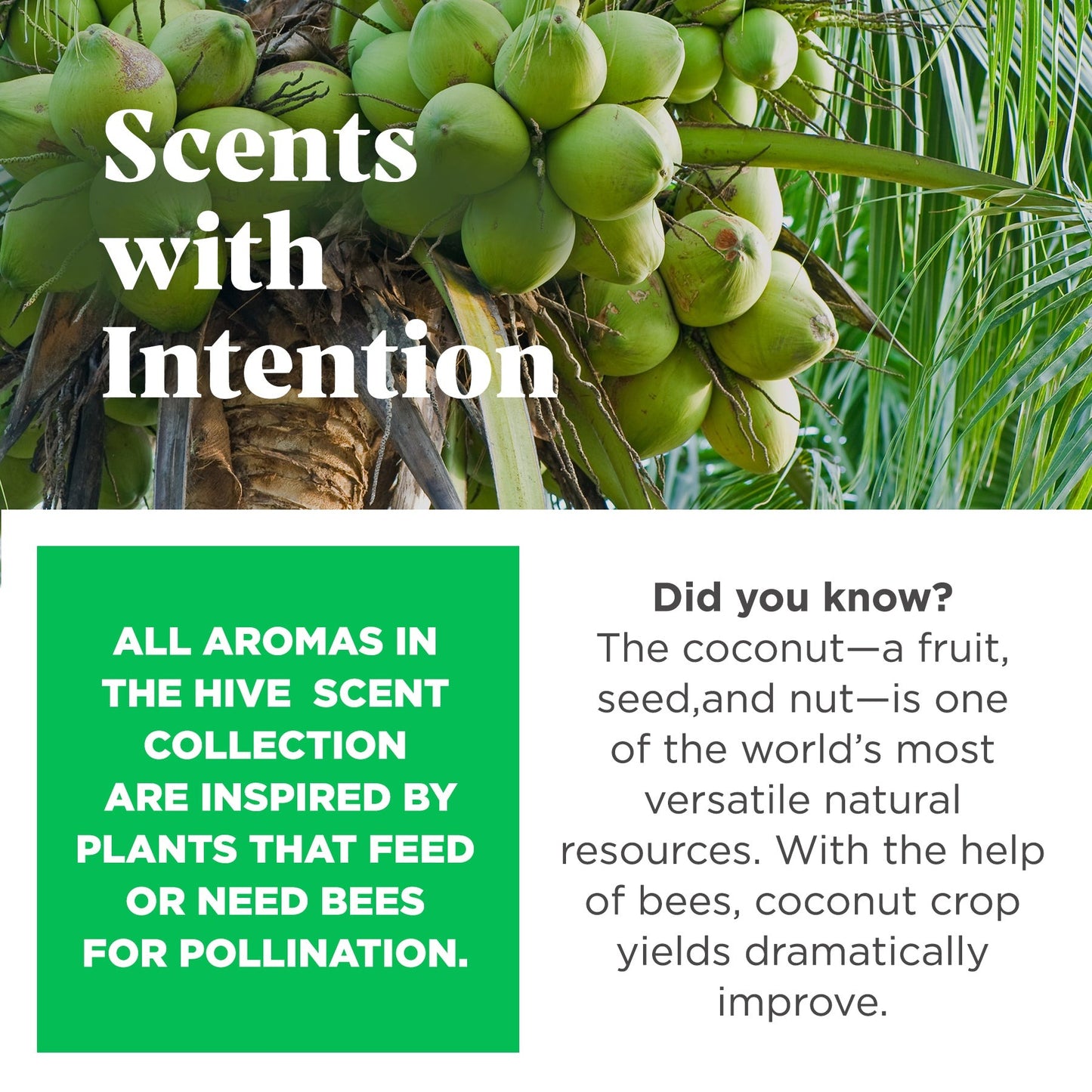 Hive Chew Toy