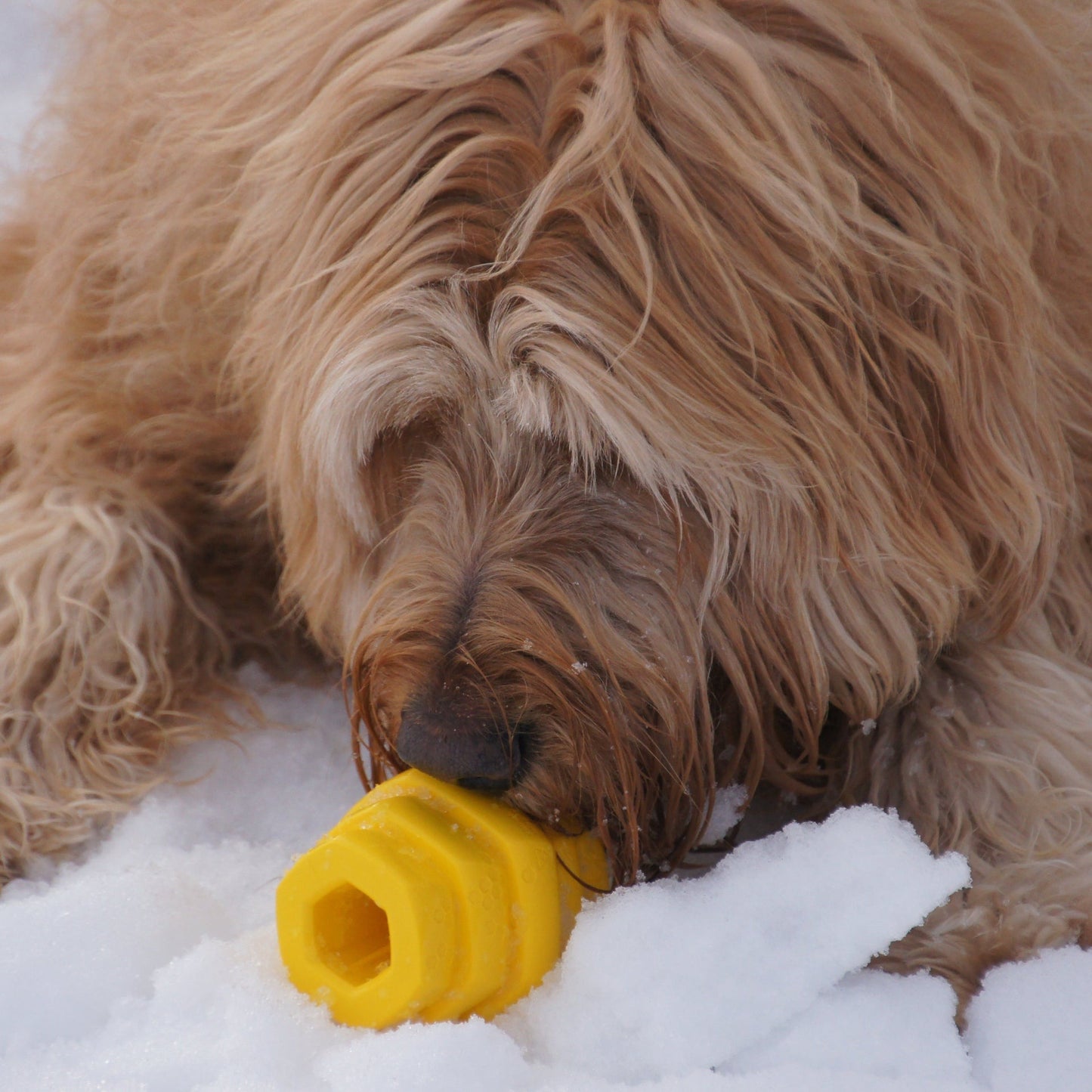 Hive Chew Toy