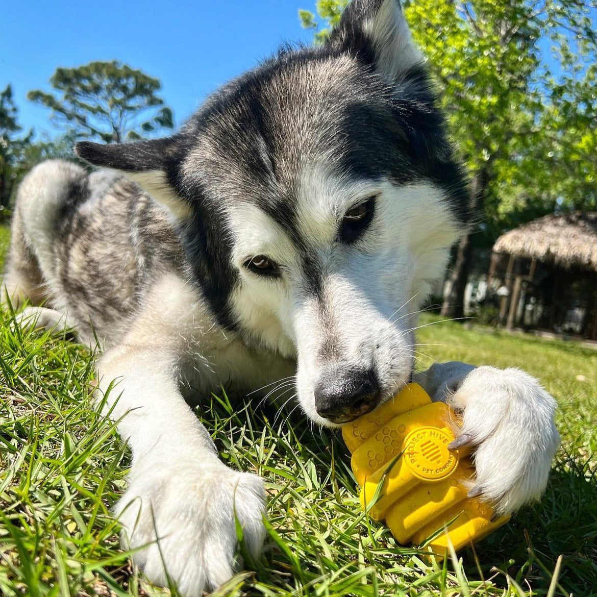 Hive Chew Toy