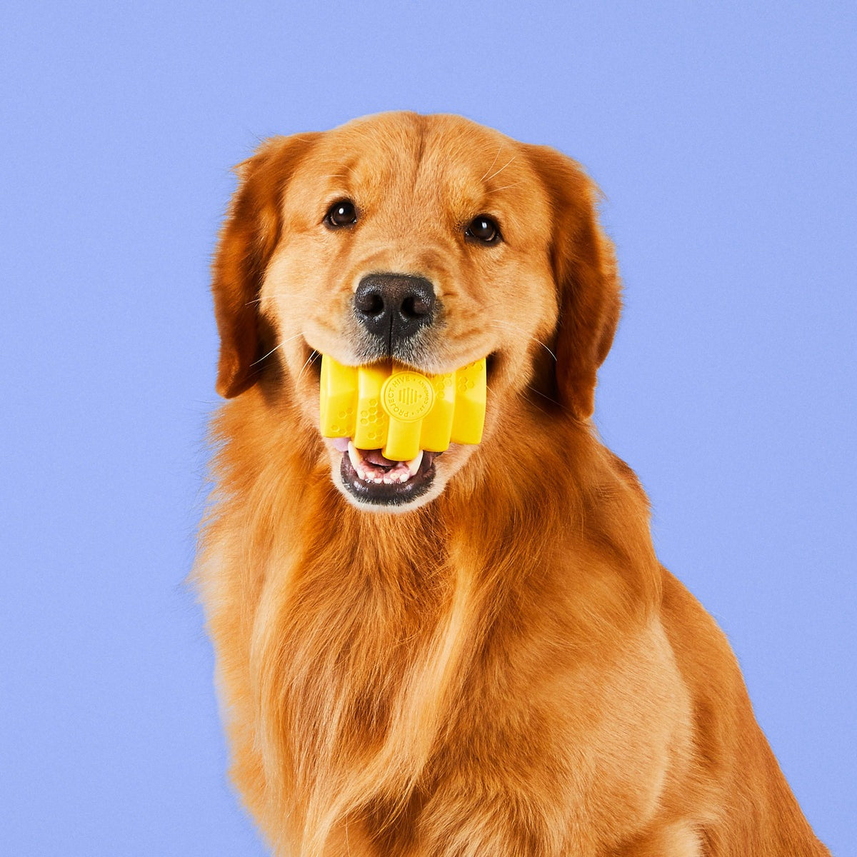 Hive Chew Toy