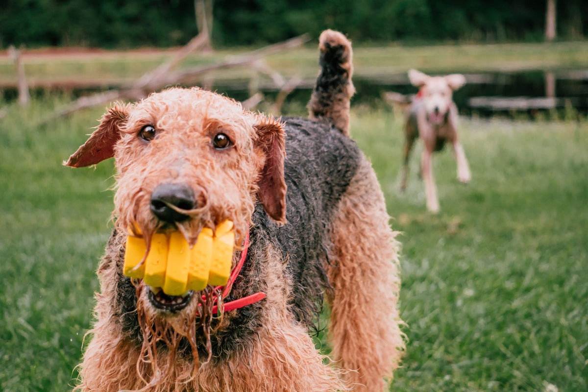 Hive Chew Toy