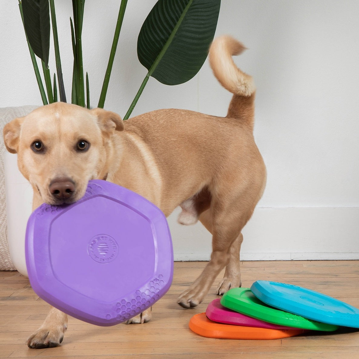 Hive Disc & Lick Mat