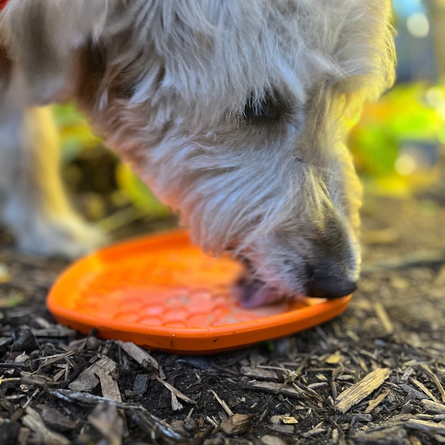 Hive Disc & Lick Mat