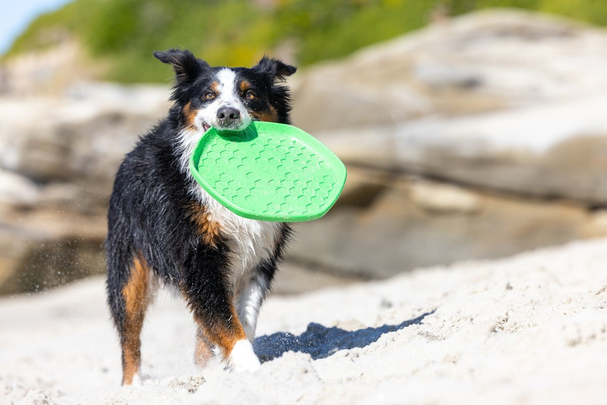 Hive Disc & Lick Mat