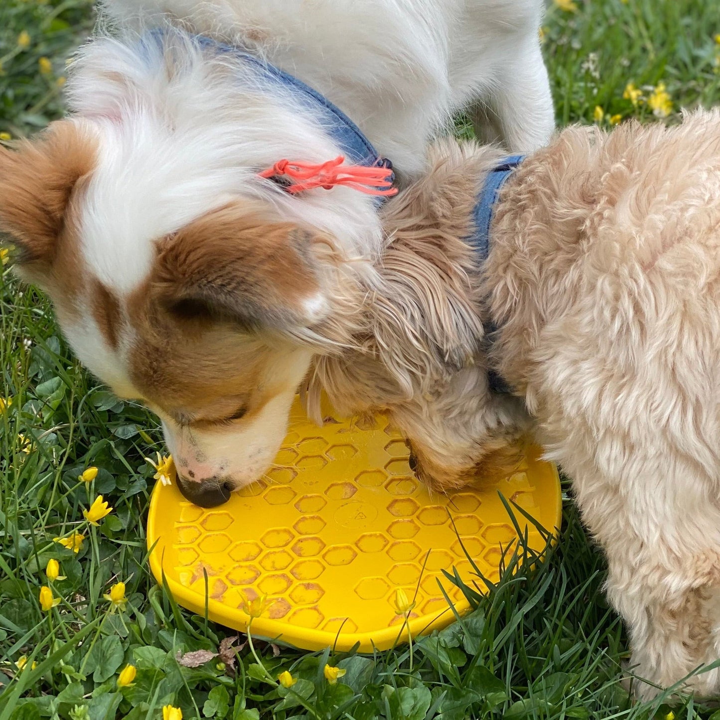 Hive Disc & Lick Mat