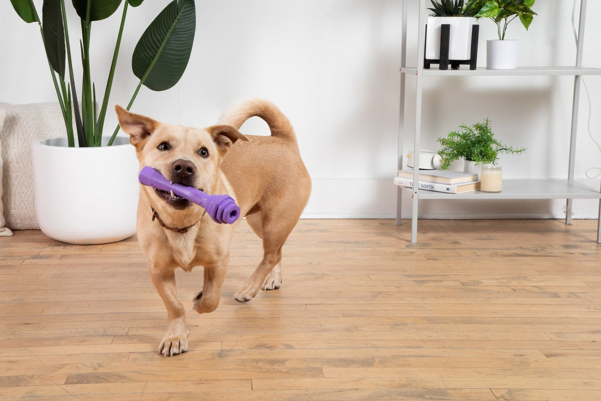 Hive Fetch Stick