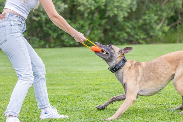 Hive Zoomer Dog Toy Launcher & Looped Ball