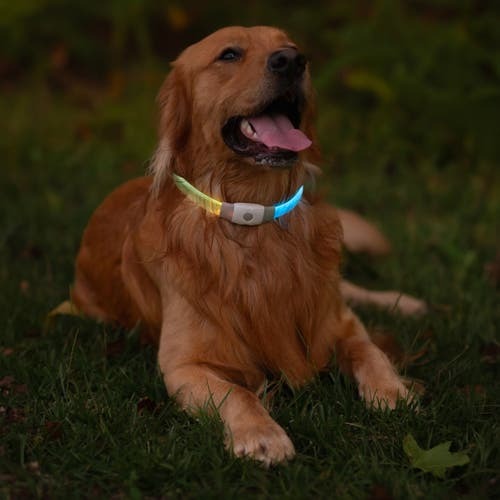 NiteHowl Max Rechargeable LED Safety Necklace - Disc-O Select