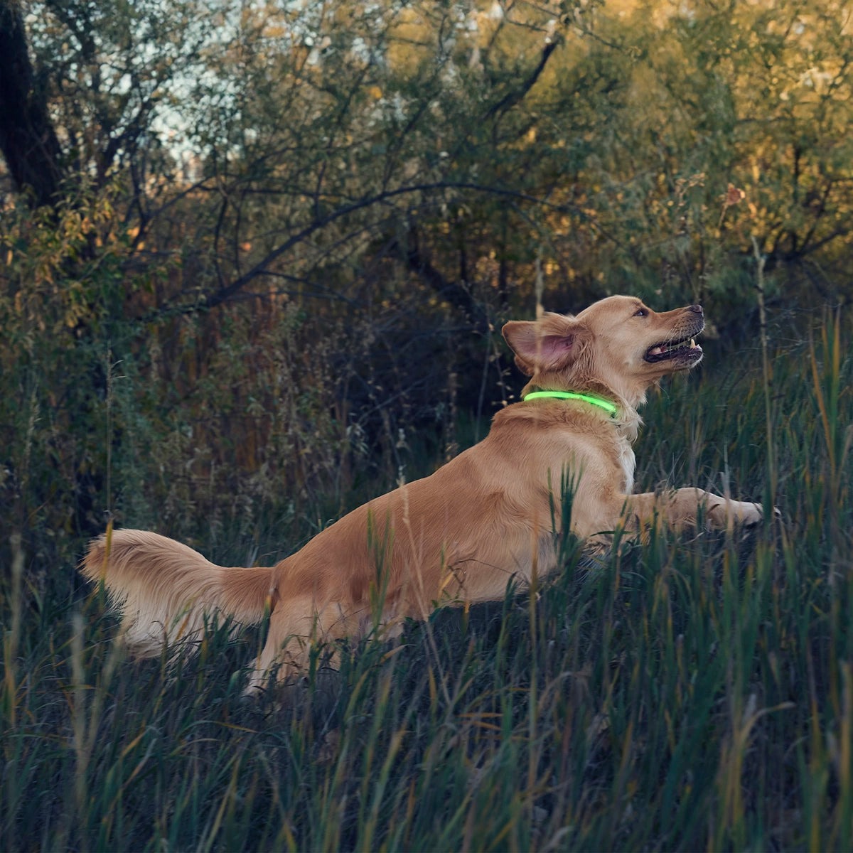 NiteHowl Rechargeable LED Safety Necklace