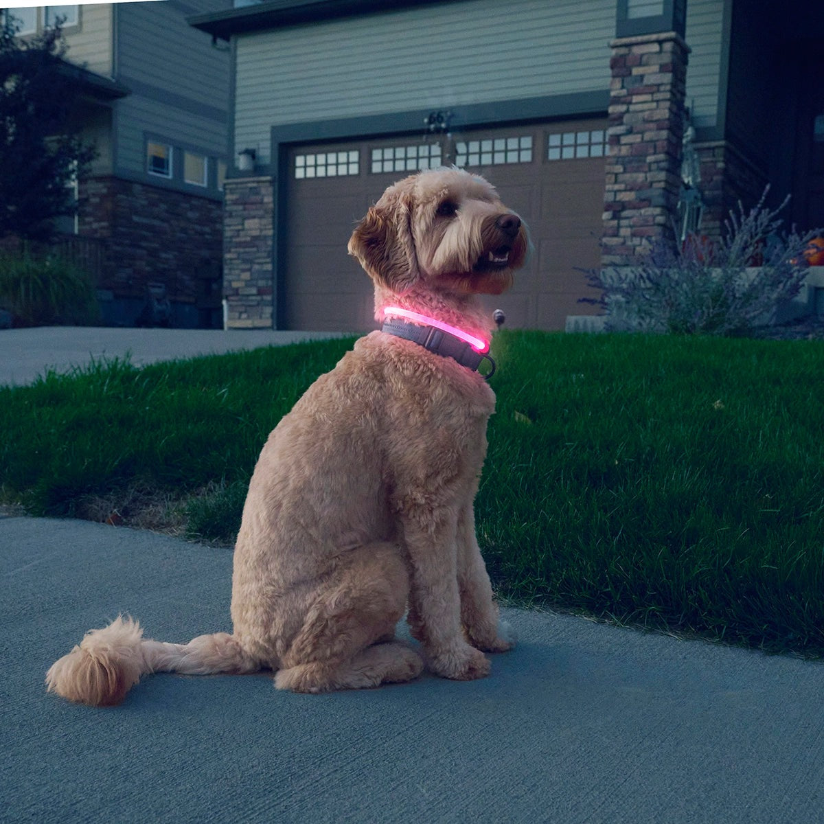 NiteHowl Rechargeable LED Safety Necklace